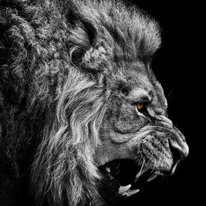 Meet your Posher, Woosung